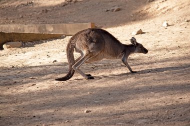 Batı grisinin büyük, kaslı hayvanları grimsi kahverengiden kırmızımsı kahverengiye, küçük kafalı, büyük kulaklı ve denge için uzun ve kalın kuyruklu hayvanlardır.. .