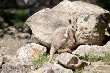 Sarı ayaklı kaya valabisi beyaz yanak çizgisi ve turuncu kulaklarıyla parlak renklidir. Üzerinde beyaz bir yan şerit ve kahverengi ve beyaz bir kalça çizgisi ile geyik grisidir..