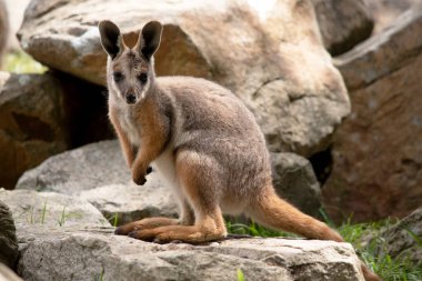 Sarı ayaklı kaya valabisi beyaz yanak çizgisi ve turuncu kulaklarıyla parlak renklidir. Üzerinde beyaz bir yan şerit ve kahverengi ve beyaz bir kalça çizgisi ile geyik grisidir..