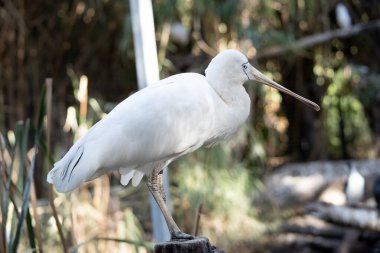 Sarı kaşık gagası, kaşığa benzeyen krema gagalı büyük beyaz bir deniz kuşudur. Sarı kaşık gagasının yüzünde açık mavi gözlü ince bir çizgi vardır.