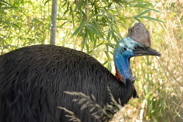 stock image The cassowary is a large, flightless. It is covered in dense, two-quilled black feathers and has a large helmet on its head.