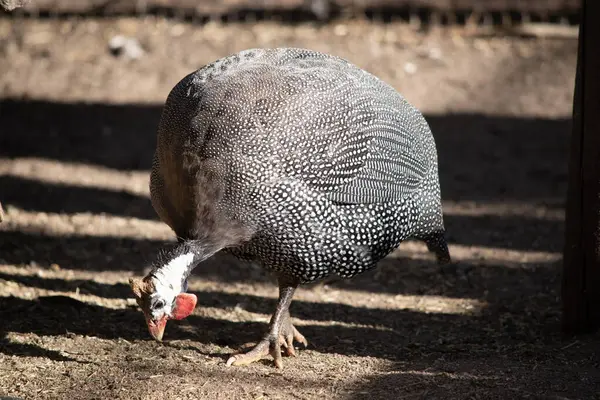 stock image  The Helmeted Guinea fowl is gray-black speckled with white. Like other guineafowl, this species has an unfeathered head, 