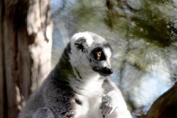 stock image The Ring-tailed lemur backs is grey with grey limbs and dark grey heads and necks. They have long striped tails. 