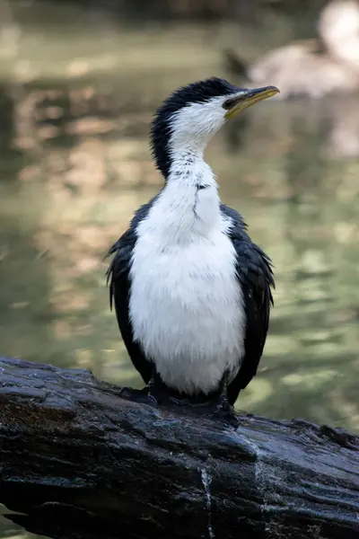 stock image The Pied Cormorant is a medium size bird with black wings and a black tail. It has a white face and chest.