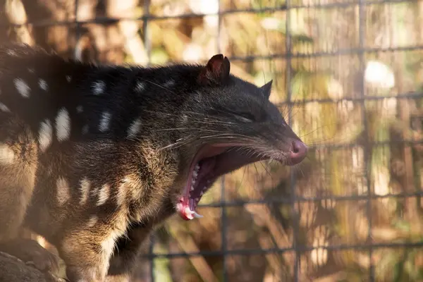 stock image Spotted-tailed Quolls are marsupials which have rich red to dark brown fur and covered with white spots on the back which continue down the tail.