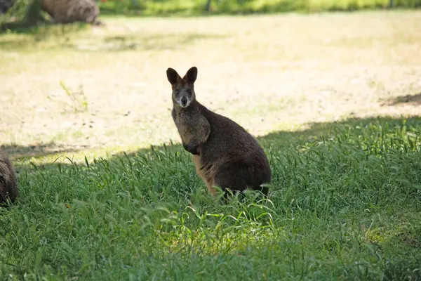 stock image The swamp wallaby has dark brown fur, often with lighter rusty patches on the belly, chest and base of the ears.