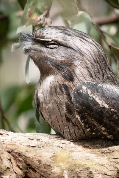 stock image the tawny-frogmouth has a mottled grey, white, black and rufous  the feather patterns help them mimic dead tree branches. 