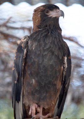 Siyah göğüslü akbaba oldukça büyüktür geniş, yuvarlak kanatları ve kısa bir boyun ve kuyruğu vardır..