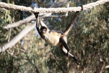 Siyah elli örümcek maymunun kanca gibi elleri ve kavrayıcı kuyruğu olan kahverengi kürkü yok.. 