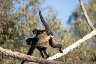 Siyah elli örümcek maymunun kanca gibi elleri ve kavrayıcı kuyruğu olan kahverengi kürkü yok..