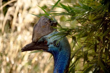 Cassowary büyük, uçamaz. Yoğun, iki baldırlı siyah tüylerle kaplıdır ve kafasında büyük bir kask vardır..