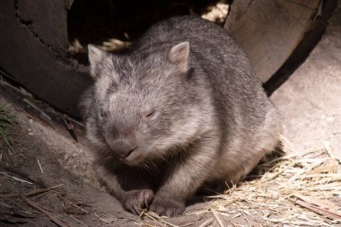 Yaygın Wombat 'ın parlak siyah bir burnu vardır, tıpkı bir köpek gibi. Kulakları nispeten küçük, üçgen ve biraz yuvarlaktır..