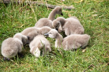 Kuğu ağları siyah gagalarıyla yumurtadan çıktıklarında gridir ve uçmayı öğrendikleri ilk altı ay içinde yavaş yavaş siyaha dönerler..
