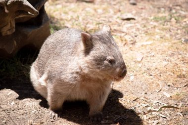 Yaygın Wombat 'ın parlak siyah bir burnu vardır, tıpkı bir köpek gibi. Kulakları nispeten küçük, üçgen ve biraz yuvarlaktır.