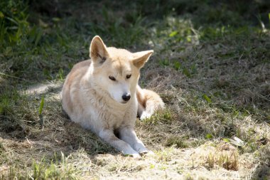 Dingolar köpek gibi kurttur. Dingoların uzun bir ağızlıkları, dik kulakları ve güçlü pençeleri vardır. Genellikle zencefilli bir ceketleri olur ve çoğunun ayaklarında, kuyruğunda ve göğsünde beyaz işaretler vardır..