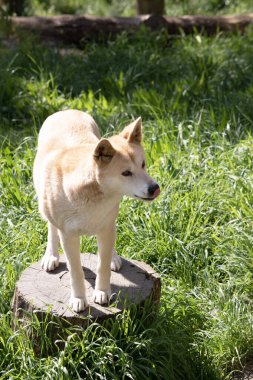 Dingolar köpek gibi kurttur. Uzun bir ağızlıkları, dik kulakları ve güçlü pençeleri vardır. Genellikle zencefilli bir ceketleri olur ve çoğunun ayaklarında, kuyruğunda ve göğsünde beyaz işaretler vardır.