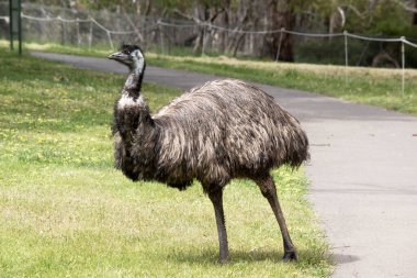 Emus 'lar koyu kahverengiden gri-kahverengi ve siyah uçlu ilkel tüylerle kaplıdır. Emu 'nun boynu mavimsi siyah ve tüysüz..