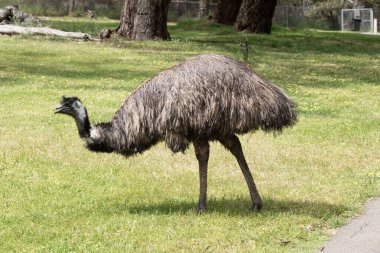 Emus 'lar koyu kahverengiden gri-kahverengi ve siyah uçlu ilkel tüylerle kaplıdır. Emu 'nun boynu mavimsi siyah ve tüysüz..