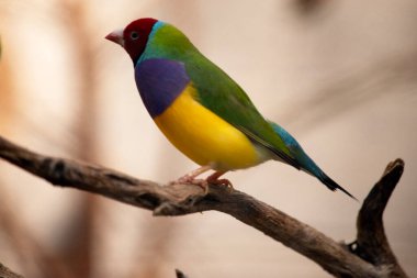 Gouldian ispinozu parlak yeşil sırtı, sarı göbeği ve mor göğsü olan küçük bir kuştur..