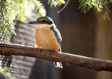 Korkmuş Kingfisher 'ın turkuaz bir arkası, turkuaz mavi poposu ve kuyruğu, açık beyaz alt parçaları ve geniş bir krem yakası var.. 