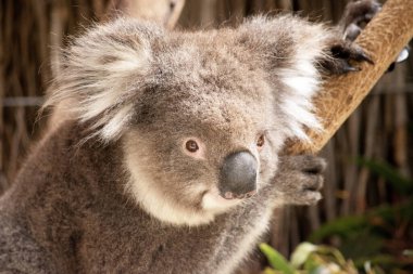 Koala 'nın büyük yuvarlak bir kafası, büyük tüylü kulakları ve büyük siyah bir burnu var. Kürkleri genellikle gri-kahverengidir. Göğsünde, iç kollarında, kulaklarında ve altında beyaz kürkleri vardır..