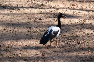 Saksağan kaz siyah başlı, boynu beyaz, boynu uzun siyah bir deniz kuşudur..
