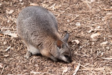 Tammar valabinin koyu grimsi üst kısımları, daha soluk alt kısımları, paslı kenarları ve uzuvları vardır. Tammar valabinin yüzünde beyaz çizgiler vardır..