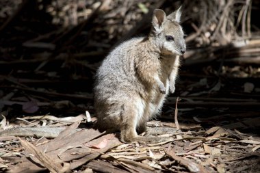 Tammar valabisinin bronzlaşmış kolları ve yüzünde beyaz bir çizgisi olan gri bir vücudu vardır. Siyah bir burnu ve uzun kirpikleri var.