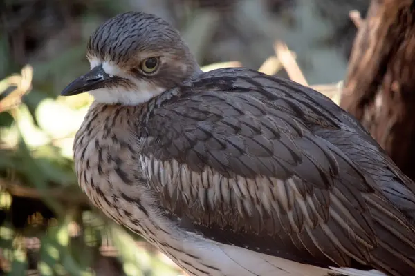 stock image The bush stone curlew has grey-brown feathers with black streaks, a white forehead and eyebrows, a broad, dark-brown eye stripe and golden eyes