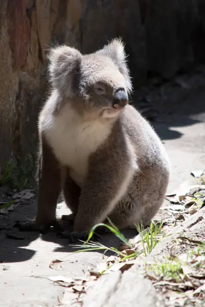 stock image the Koala has a large round head, big furry ears and big black nose. Their fur is usually grey-brown in color with white fur on the chest, inner arms, ears and bottom.