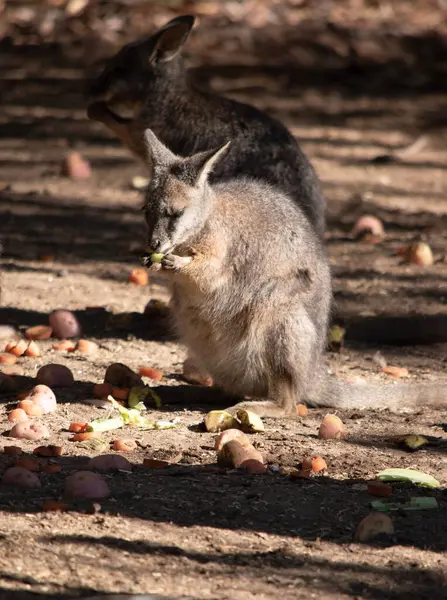 stock image The Red Necked Wallaby Has Mostly Tawny Grey Fur, With A White Chest And Belly, And A Dark Brown Muzzle, Paws And Feet. It Is Has A  Red-Tinted Fur On The Back Of Its Neck And Shoulders.