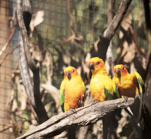 stock image three sun conure parrots sitting on a branch