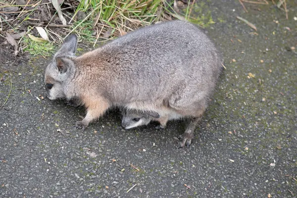 stock image the tammar wallaby has a joey in her pouch