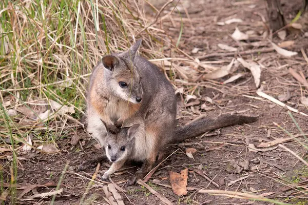 stock image the tammar wallaby has a joey in her pouch