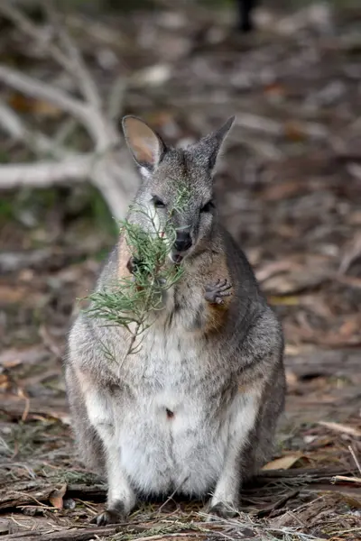 stock image the tammar wallaby  has dark greyish upperparts with a paler underside and rufous-coloured sides and limbs. The tammar wallaby has white stripes on its face.