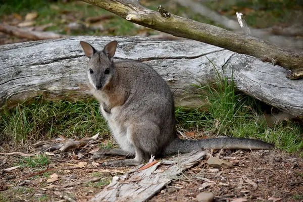 stock image the tammar wallaby  has dark greyish upperparts with a paler underside and rufous-coloured sides and limbs. The tammar wallaby has white stripes on its face.