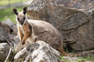 Sarı ayaklı kaya valabisi beyaz yanak çizgisi ve turuncu kulaklarıyla parlak renklidir. Üzerinde beyaz bir yan şerit ve kahverengi ve beyaz bir kalça çizgisi ile geyik grisidir..