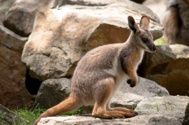 Sarı ayaklı kaya valabisi beyaz yanak çizgisi ve turuncu kulaklarıyla parlak renklidir. Üzerinde beyaz bir yan şerit ve kahverengi ve beyaz bir kalça çizgisi ile geyik grisidir..