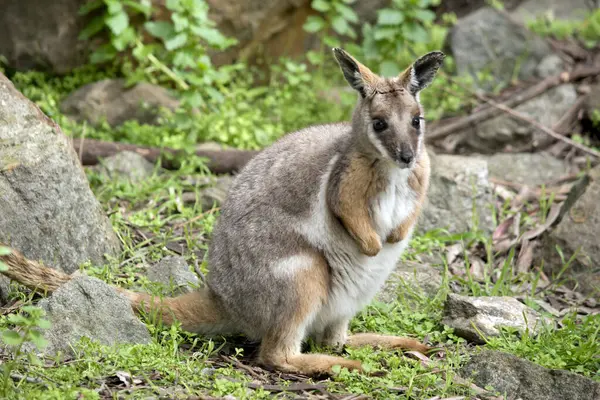 stock image the yellow footed rock wallaby is resting on a rocky hill