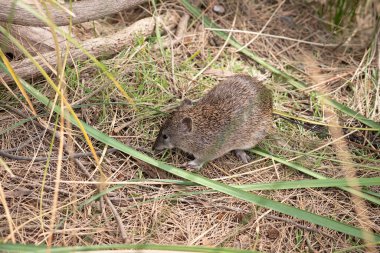 Güney kahverengi Bandicoots yaklaşık bir tavşan büyüklüğündedir ve sivri burunlu, kamburlu, ince kuyruklu ve büyük arka ayakları vardır.