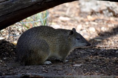 Güney kahverengi Bandicoots yaklaşık bir tavşan büyüklüğündedir ve sivri burunlu, kamburlu, ince kuyruklu ve büyük arka ayakları vardır.