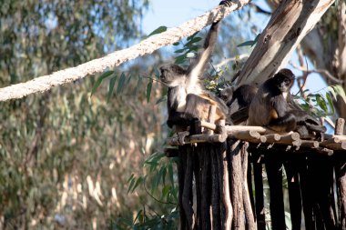 The black-handed spider monkey has lack or brown fur with hook-like hands and a prehensile tail. They use their prehensile tail, which is longer than their bodies, to swing and hang from, giving them a spider-like appearance. clipart