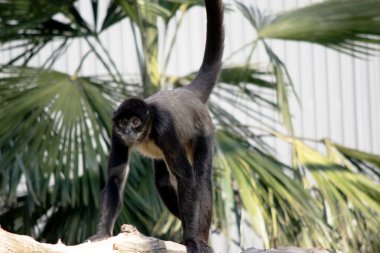 Siyah elli örümcek maymunun kanca gibi elleri ve kavrayıcı kuyruğu olan kahverengi kürkü yok..
