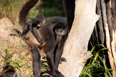 The black-handed spider monkey has black or brown fur with hook-like hands and a prehensile tail. clipart