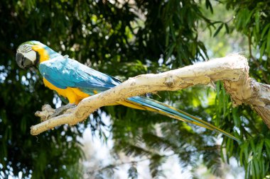 Mavi ve altın makav 'ın arka ve üst kuyruk tüyleri mavi ve altın makav' dır; kuyruğun alt kısmı zeytin sarısıdır..