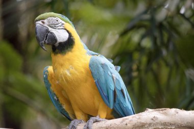 Mavi ve altın papağanların alın tüyleri yeşildir. Kanat tüyleri yeşil uçlu mavidir; alt kanat örtüleri ve göğüs tüyleri sarı-turuncudur.