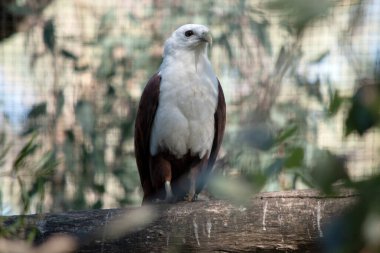 Brahminy uçurtması ayırt edici ve zıt renkte, kestane tüyleriyle beyaz baş, göğüs ve siyah kanat uçları hariç..