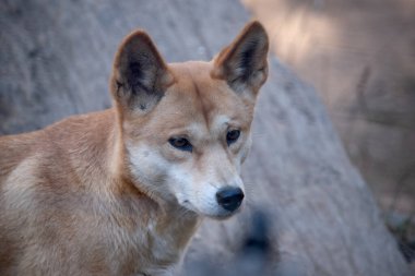 Dingoların genellikle zencefilli bir paltosu olur ve çoğunun ayaklarında, kuyruğunda ve göğsünde beyaz işaretler vardır..
