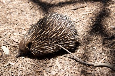 Kısa burunlu ekidnanın güçlü pençeli ayakları ve kahverengimsi bir vücudun üst kısmında dikenleri vardır. Burnu dardır ve ağzı küçüktür, uzun ve yapışkan bir dili vardır.