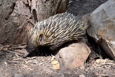 Kısa burunlu olanın sert pençeli ayakları ve kahverengimsi bir vücudun üst kısmında dikenleri vardır. Burnu dardır ve ağzı küçüktür, uzun ve yapışkan bir dili vardır.